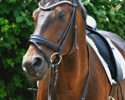 dressage horse Roykjarro (Hanoverian, 2006, from Rotspon)