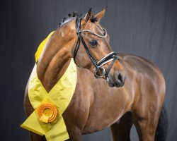 Deckhengst Deezer AT (Deutsches Reitpony, 2018, von D-Power AT)