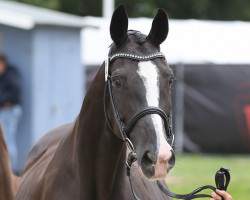 Zuchtstute Kom Madonna (Finnisches Warmblut, 2010, von Pin Rock's Black Velvet 147 FIN)