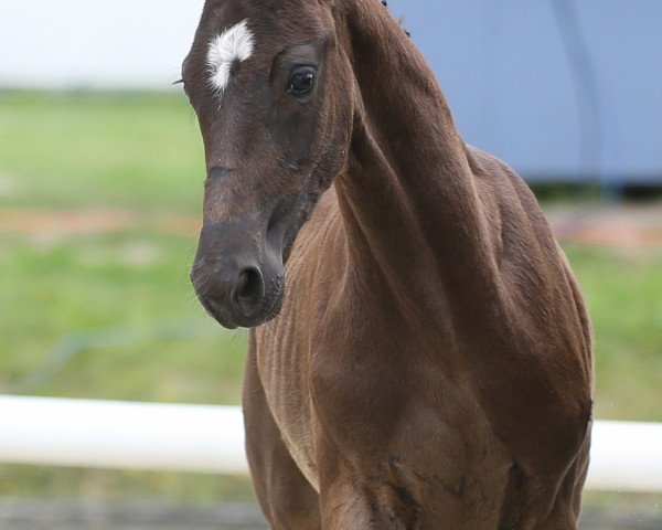 dressage horse Bernays Dono (Westphalian, 2021, from Bernay)