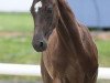 dressage horse Bernays Dono (Westphalian, 2021, from Bernay)