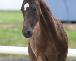 Dressurpferd Bernays Dono (Westfale, 2021, von Bernay)