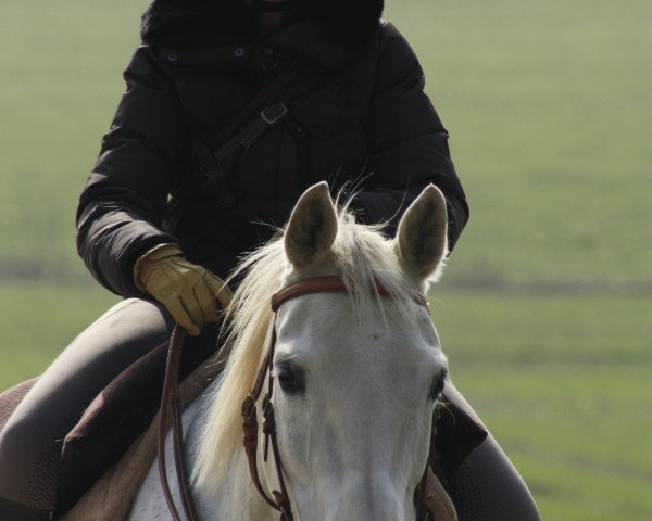 Pferd Juman (Trakehner, 2001, von Atoll)