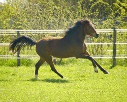 Pferd Stute von Best August / Angel B (Welsh Pony (Sek.B), 2018, von Best August)