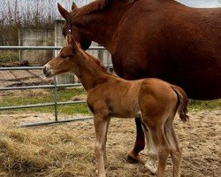 foal by Dori (Hanoverian, 2025, from Dynamic Dream)