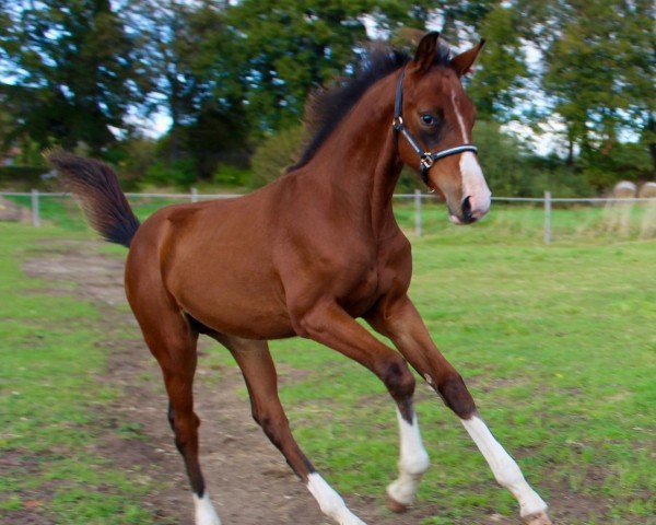 Fohlen von Carino (Deutsches Reitpferd, 2024, von Candinas)