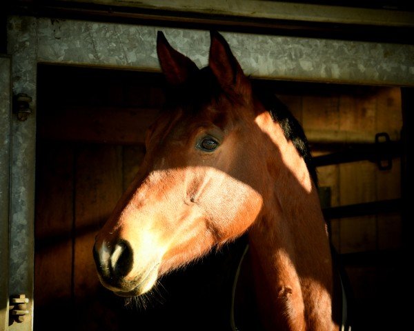 dressage horse Lady Morgaine E (Hanoverian, 2017, from Buckingham)