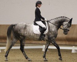 jumper Stakkalido V (Oldenburg show jumper, 2017, from Stakkatol)