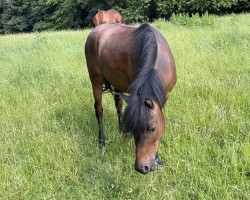 horse Habanero (German Riding Pony, 2020, from Halifax)