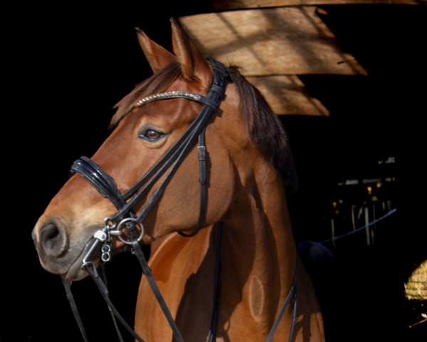 dressage horse Gut Wettlkam's Emilia (German Sport Horse, 2018, from Escolar)