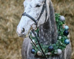 jumper Cristy O (German Warmblood, 2019)