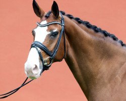 dressage horse Freak Blue Phantom OLD (Oldenburg, 2005, from Florencio I)