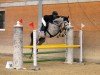 Springpferd Chacolido Von Worrenberg CH (Schweizer Warmblut, 2019, von Chacco Chacco)