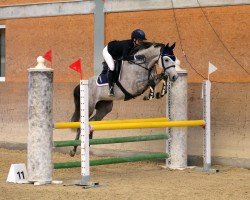 jumper Chacolido Von Worrenberg CH (Swiss Warmblood, 2019, from Chacco Chacco)