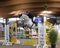 jumper Cornflake 19 (German Sport Horse, 2019, from Caroly)