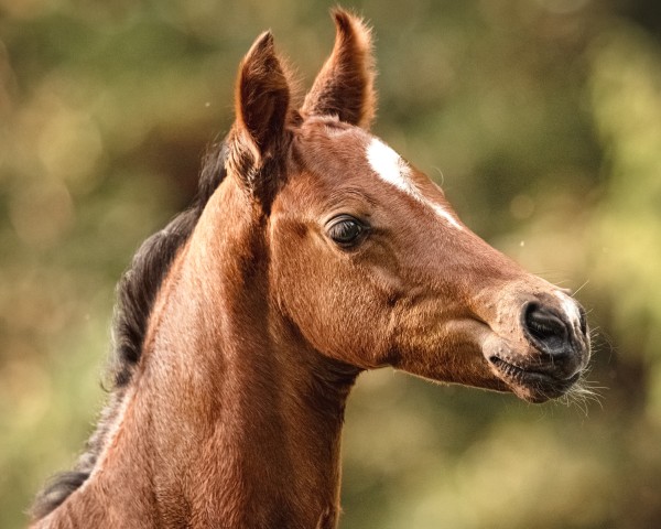 Fohlen von Untouchable NAIMA FD (Holsteiner, 2024, von Uriko)