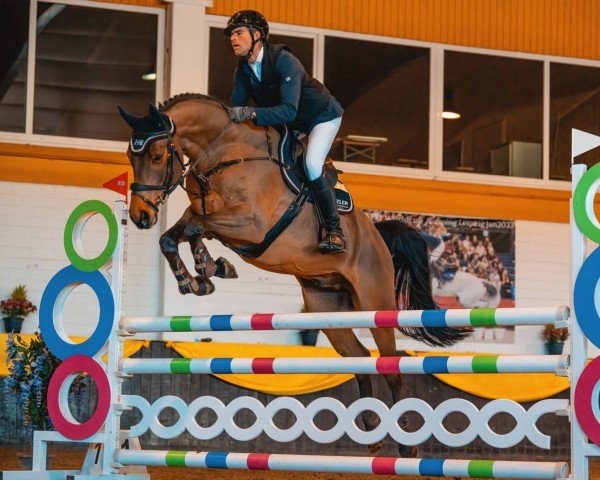 jumper Chimichurri HH (Oldenburg show jumper, 2019, from Chacfly PS)