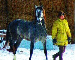 horse Radames (Pura Raza Espanola (PRE),  , from Molinete II)