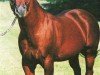 Deckhengst Pepper Pride (Quarter Horse, 1981, von Docs Benito Bar)