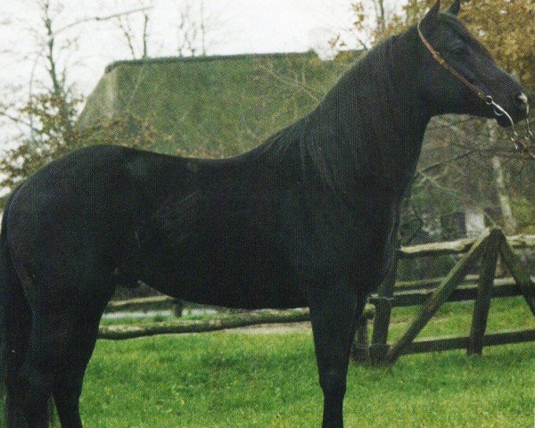 Deckhengst Shades Of Mystery (Quarter Horse, 1992, von Shades Of Wonder)
