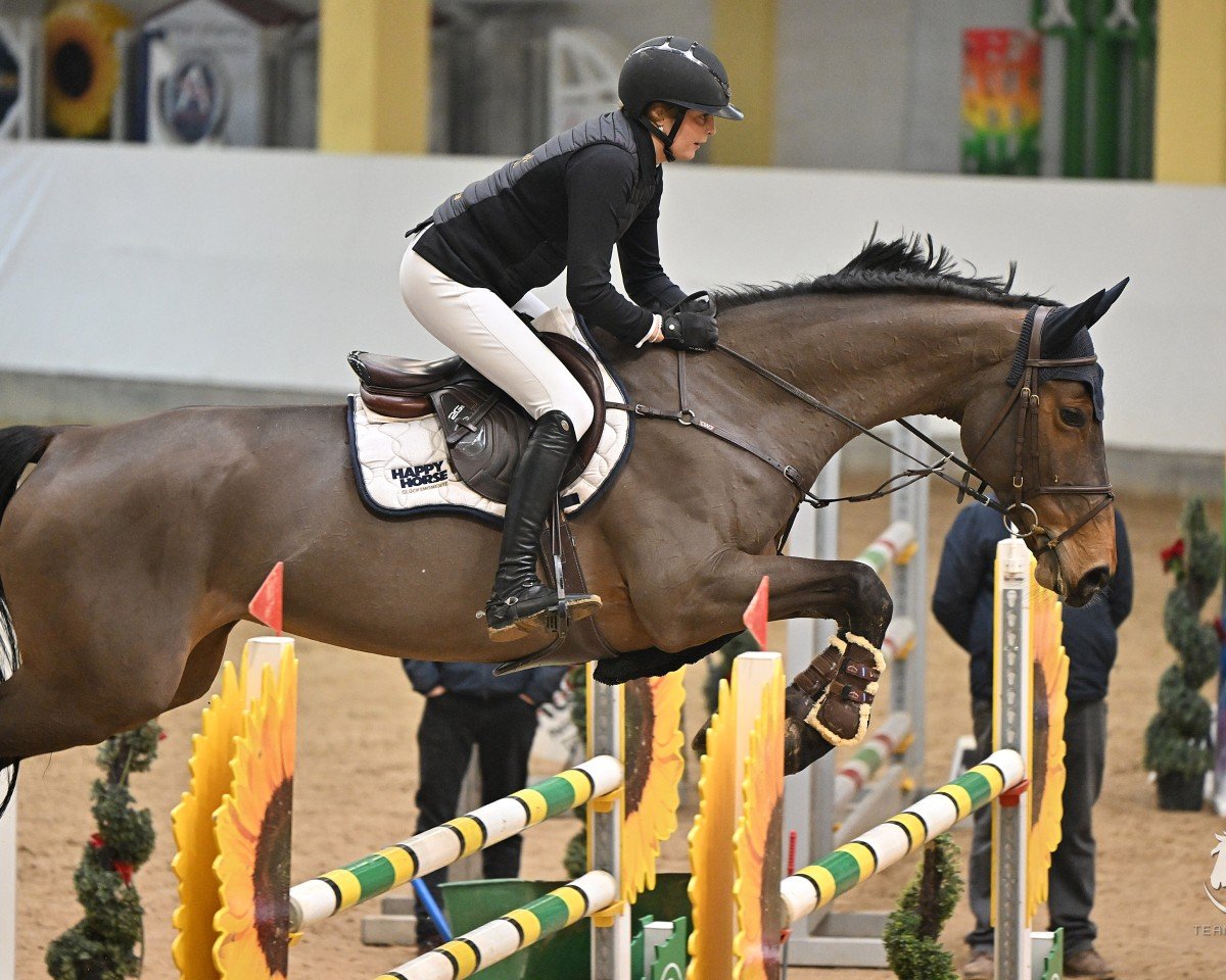 Springpferd Zhiggy Z (Zangersheide Reitpferd, 2018, von Zento)