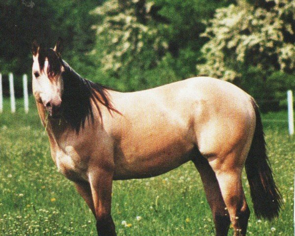 Deckhengst SR Hollywood Dundee (Quarter Horse, 1994, von Hollywood Dun It)