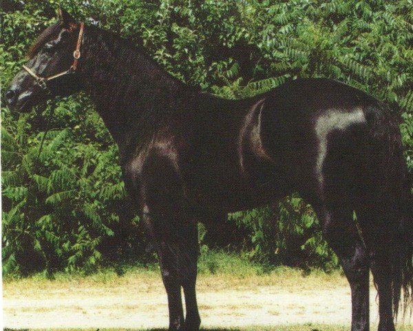 stallion Licorice Lancer (Quarter Horse, 1990, from Docs Royal Lancer)