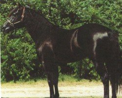 Deckhengst Licorice Lancer (Quarter Horse, 1990, von Docs Royal Lancer)