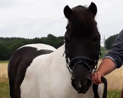 dressage horse Super Sindbad (Lewitzer, 1999, from Satan V)