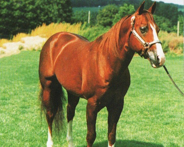 stallion Peppys Dry Doc (Quarter Horse, 1981, from Dry Doc)