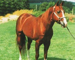 stallion Peppys Dry Doc (Quarter Horse, 1981, from Dry Doc)