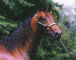 Pferd Powernic (Quarter Horse,  , von Doc's Remedy)