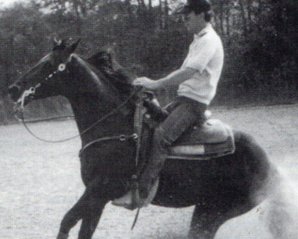 stallion Three King Raffles (Quarter Horse, 1982, from Continental King)