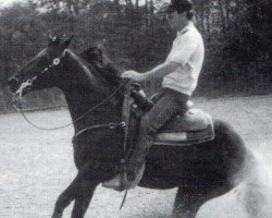 Deckhengst Three King Raffles (Quarter Horse, 1982, von Continental King)