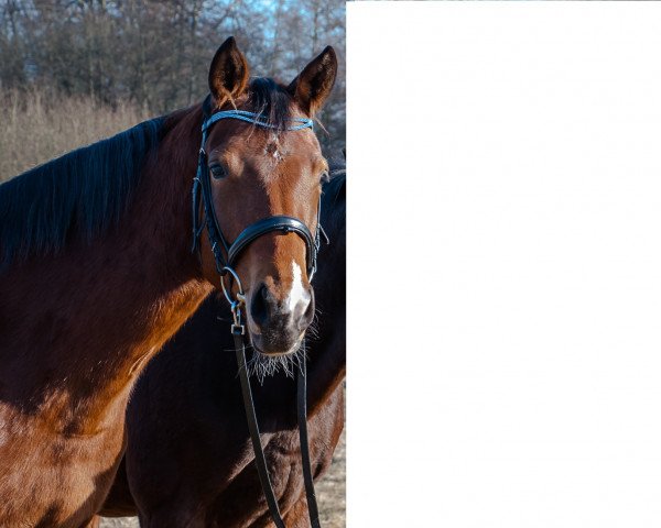 dressage horse Beauty (Rhinelander, 2013, from Bordeaux 28)