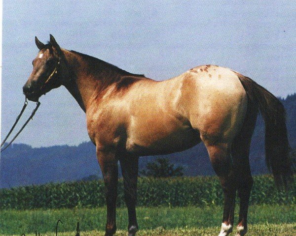 stallion Tap And Bogie (Appaloosa, 1995, from Hollywood Taps GN)
