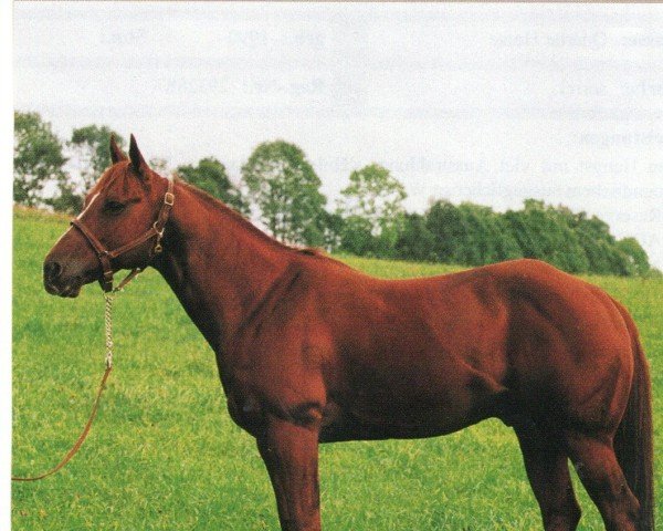 Deckhengst Solo Dry (Quarter Horse, 1988, von Dry Doc)