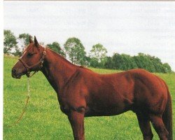 stallion Solo Dry (Quarter Horse, 1988, from Dry Doc)