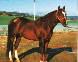 Deckhengst Modelena Tee (Quarter Horse, 1987, von Doc OLena)