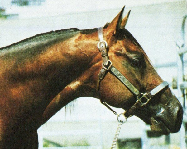 stallion Star G Grand Peppy (Quarter Horse, 1989, from Peppy San Badger)