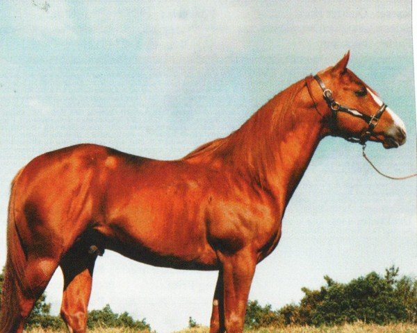 Deckhengst Genuine Bartender (Quarter Horse, 1989, von Genuine Doc)