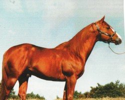 stallion Genuine Bartender (Quarter Horse, 1989, from Genuine Doc)