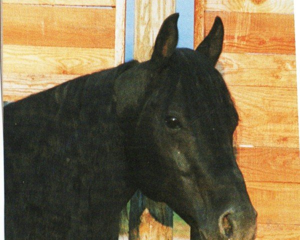 Deckhengst Elderberrys Advocate (Quarter Horse, 1989, von Elderberry Ace)
