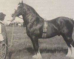 Deckhengst Perpetual Motion (Clydesdale, 1902, von Hiawatha 10067)