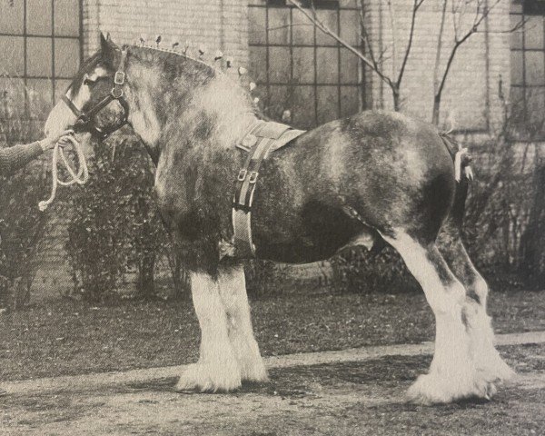 stallion Forest Favourite (Clydesdale, 1920, from Rannas Print)