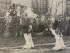 stallion Forest Favourite (Clydesdale, 1920, from Rannas Print)