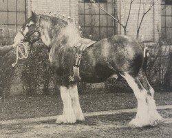 Deckhengst Forest Favourite (Clydesdale, 1920, von Rannas Print)