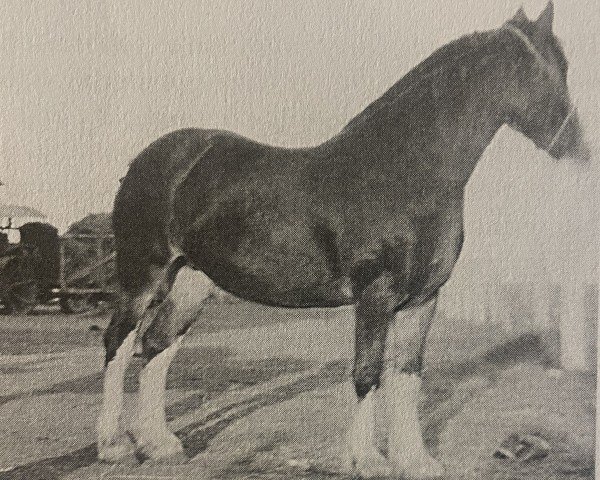 broodmare Lady Bruce 40729 (Clydesdale,  , from The Bruce)