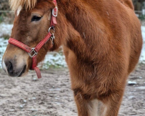 Pferd Njala fra Bergporshvoli II (Islandpferd, 2023)