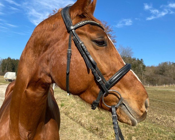 Pferd Kealy (Deutsches Sportpferd, 2017)